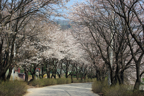 에덴상천 벚꽃 이미지