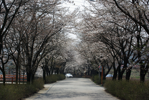 에덴상천 벚꽃길 이미지