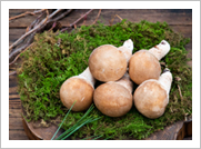 가평참송이버섯